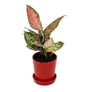 Image of Cheap white small round mini ceramic plant flower pot