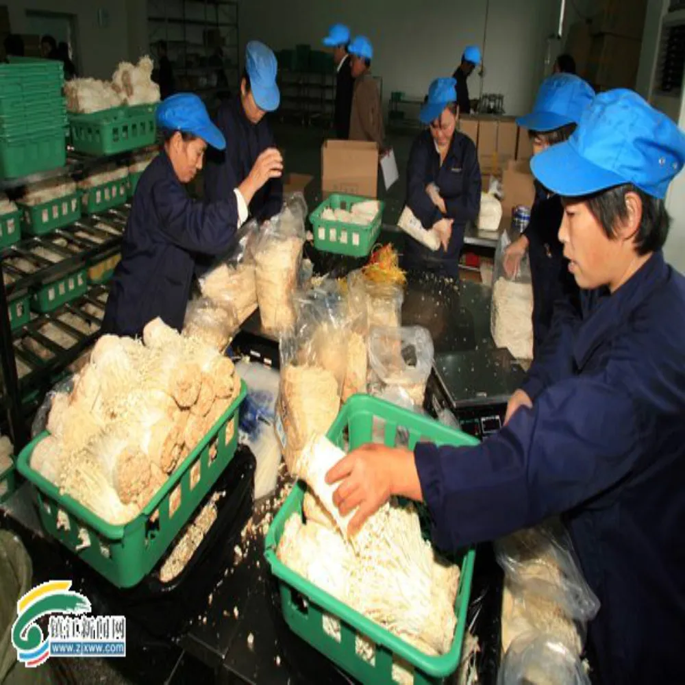 
Chinese farm supple fresh Enoki mushroom 