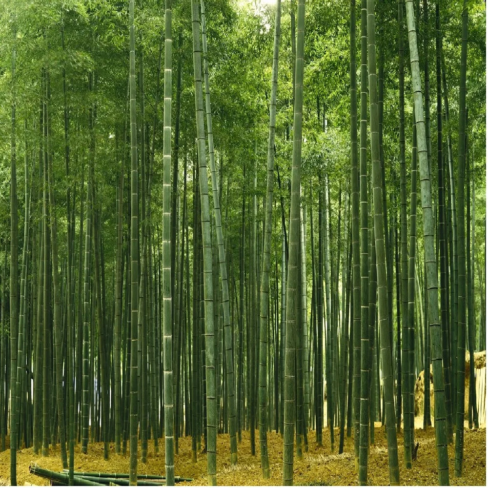 Bambu Ruang Decor Bambu Wallpaper Bambu Wallpaper Dekorasi Buy