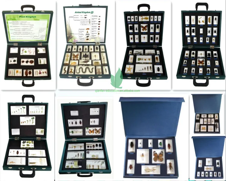 Collection Series.jpg