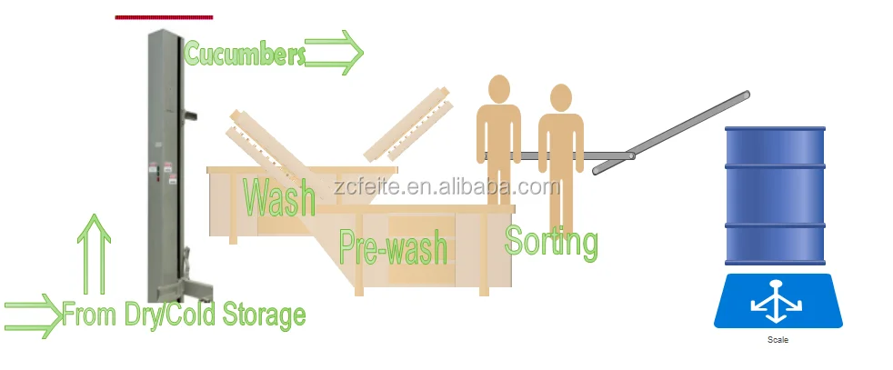 cucumber sorting line.png