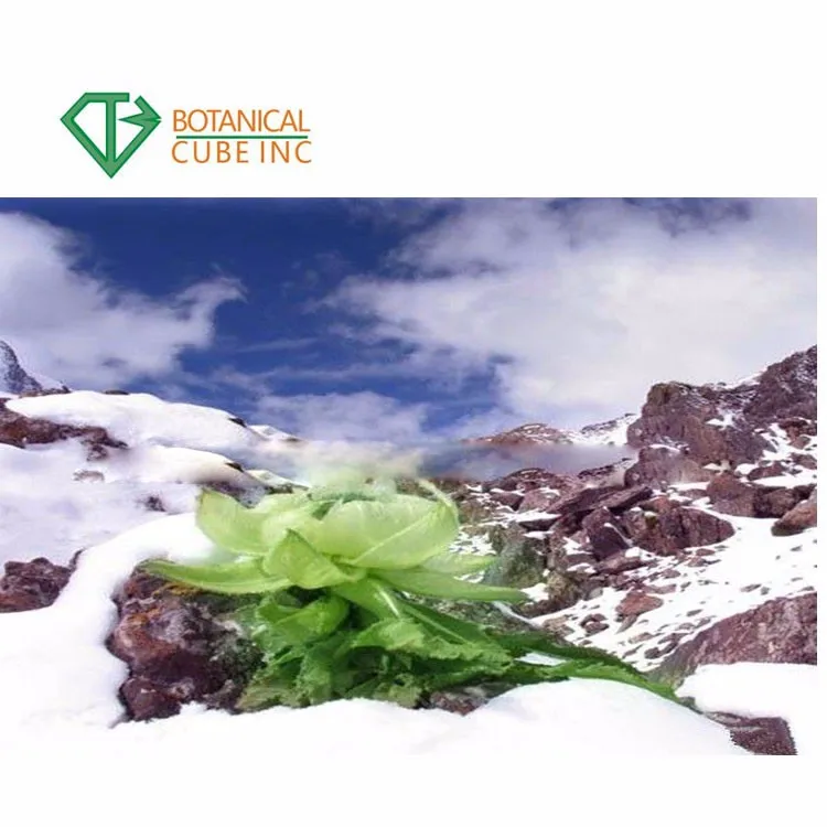 Snow Lotus Herb Extract Buy Snow Lotus Herb Extract Pure