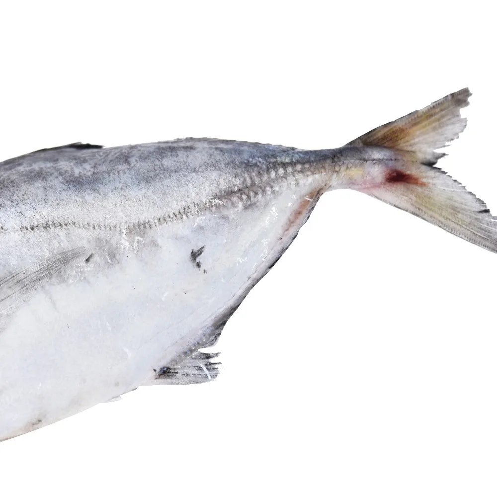 2018 good price frozen horse mackerel fish for market