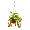 Ornamental plant bonsai Bambusa multiplex