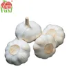 Fresh Pure White Garlic Red Garlic Bulksale Price