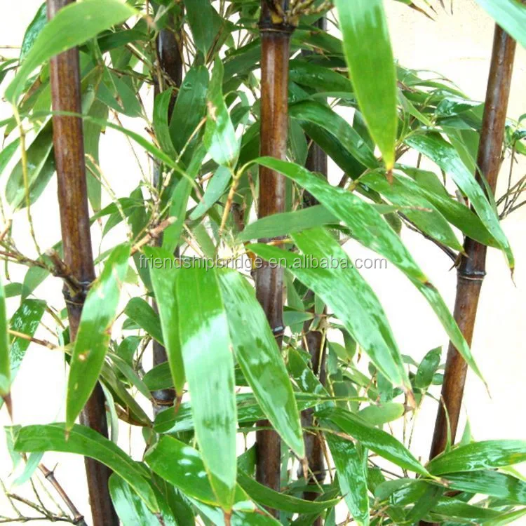 
Natural plant Bamboo seedling 