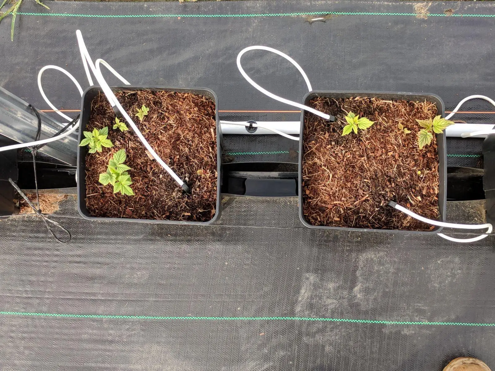 High Quality Drainage Collection Pot For Plant Tomatoes And