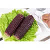 fresh Purple Corn on the Cob with the vacuum packing