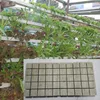 4*4*4cm Agricultural rock wool cubes, mini rock wool block