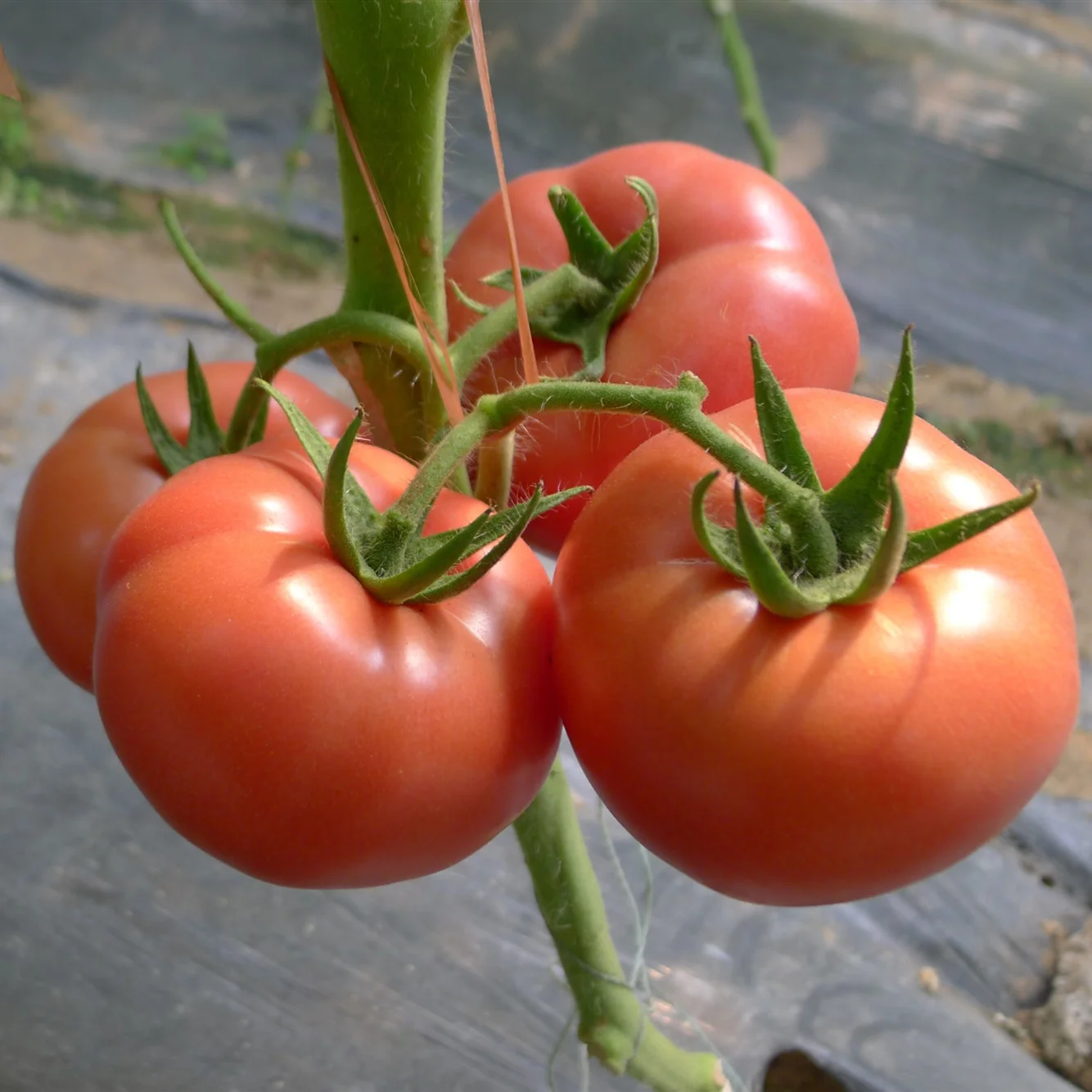 Tomato f1 гибрид