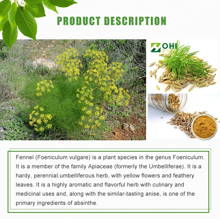 Fructus Foeniculi Fennel Seed Extract Buy Fennel Seed Extract,Fructus