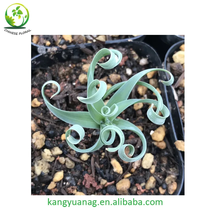 
Natural Rare Succulent Plant Albuca Concordiana with beautiful Curly leaves 