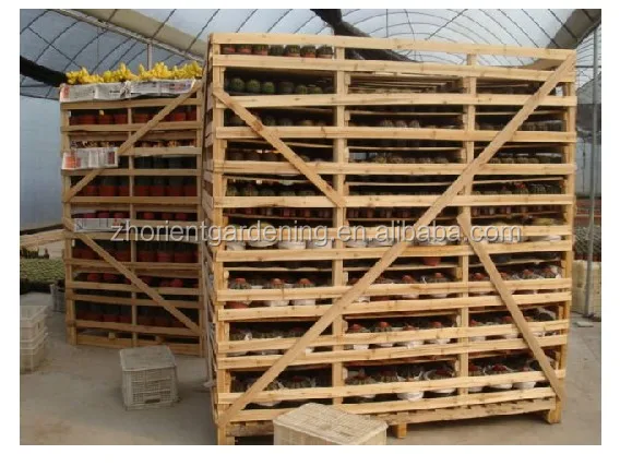 
mammillaria Hahniana 5.5cm mini cactus succulent indoor plants bonsai nursery echinocactus grusonii cereus cacti opuntia dilleni 