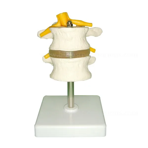 human body anatomy spine model lumbar vertebra