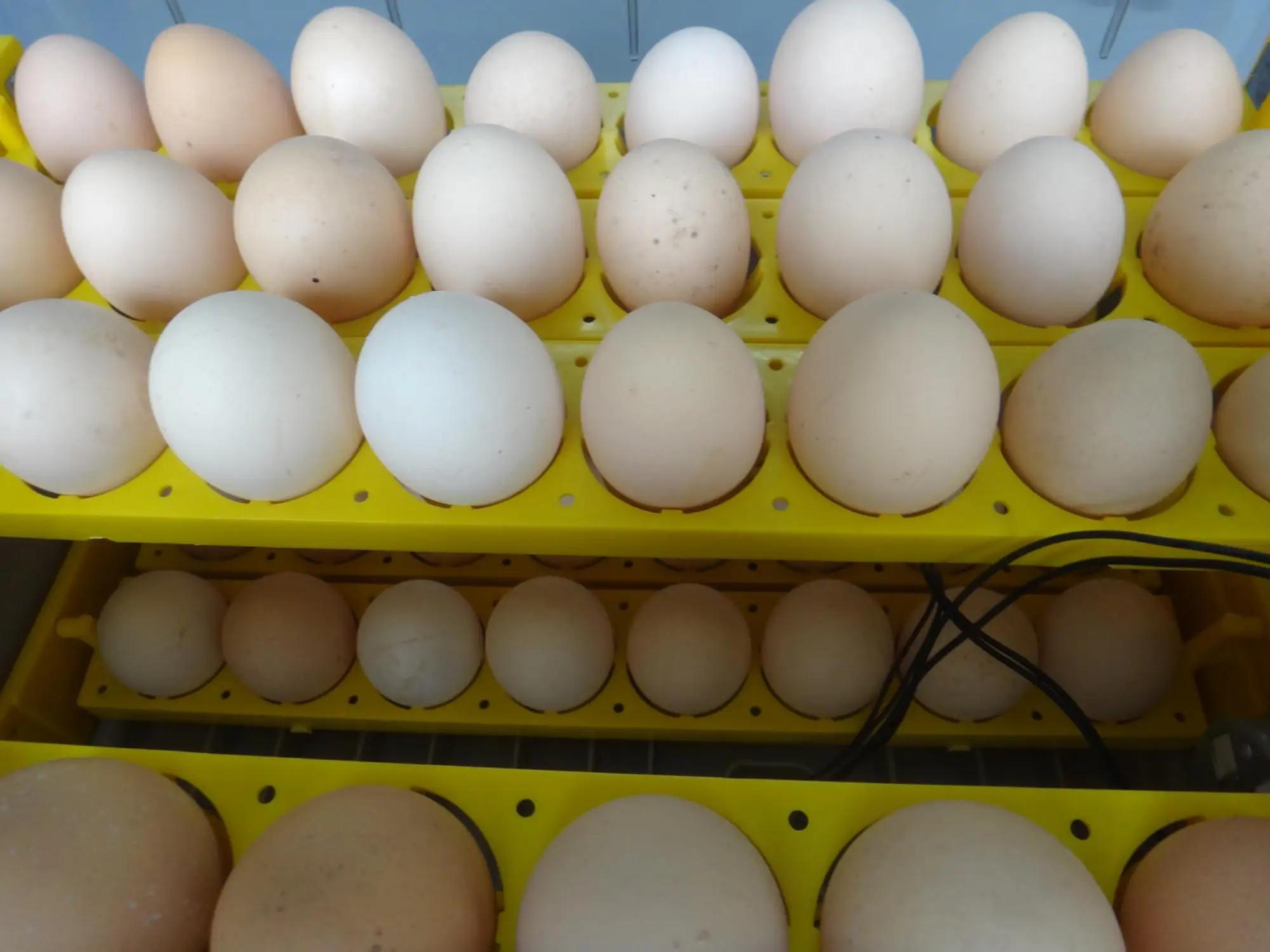 Инкубаторы для яиц птиц купить. Современный инкубатор для яиц. Инкубатор из пенопласта 60 куриные яйца. Инкубатор для яиц Самарканд. Yaitsa dlya inkubatora kak wybrat.