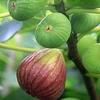 Nursery Fruit Seedlings - Ficus Carica Linn Fig Trees