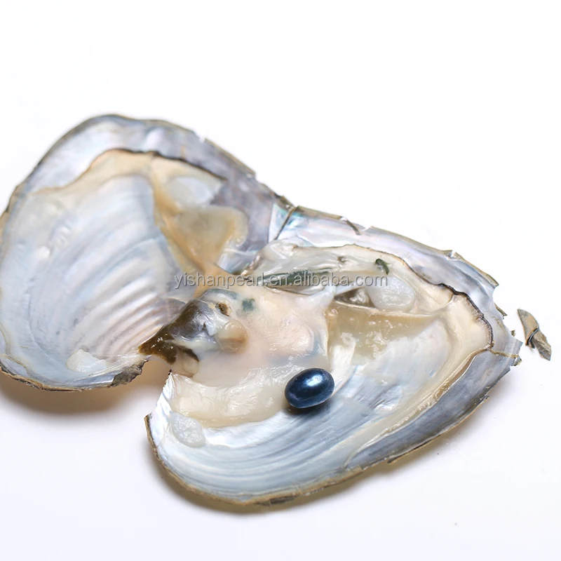 

grade AAA black Freshwater oyster with Rice Pearl Wholesale great gift