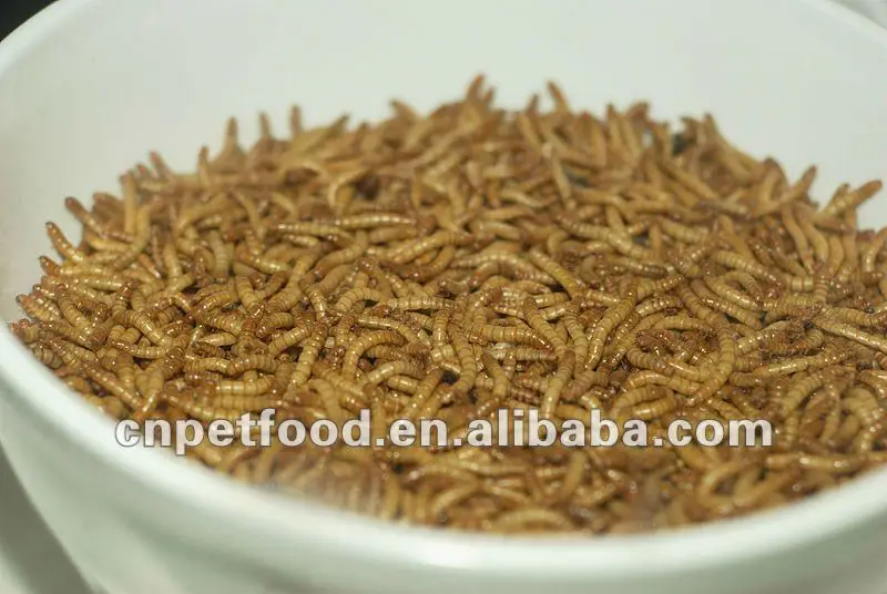 800px-Mealworm_01_Pengo