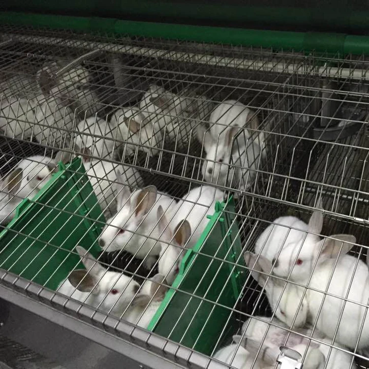 baby rabbit cage