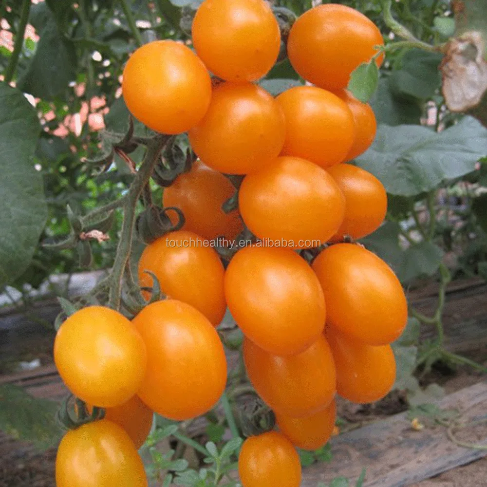 3 лимона по 10. Хризантелла лимончелло фото. Как выглядит лимончелло фрукт. Спилантес лимончелло огородный. Лимончелло фрукт фото.