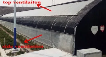 mushroom growing greenhouse