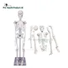 Manikin Medical Teaching Aids 45cm Human Mini Skeleton Model