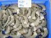 Black Tiger Shrimps Headless Shell On ( HLSO )