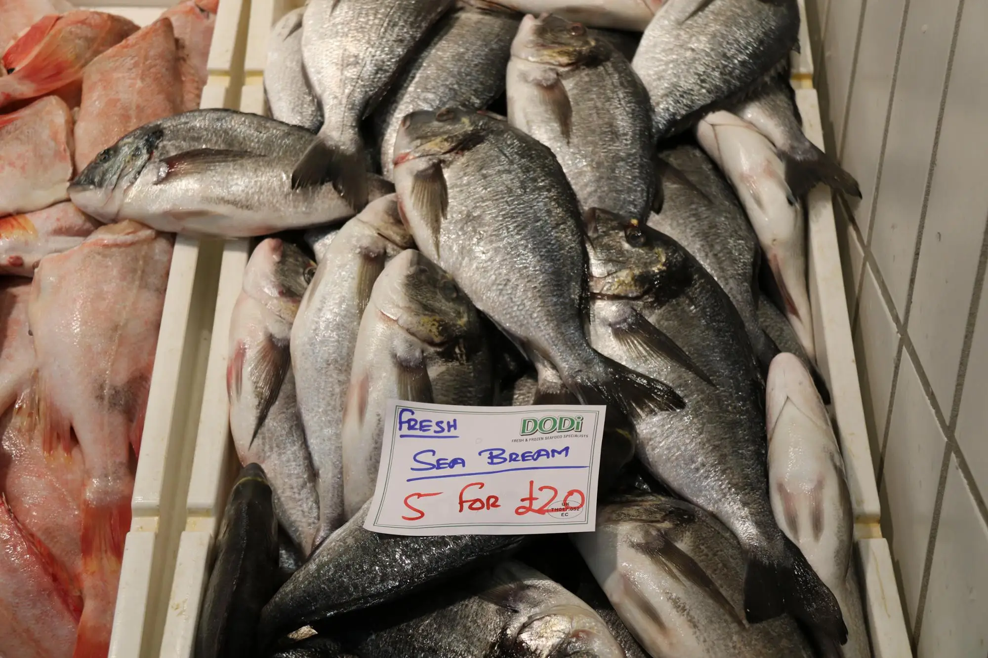 supplying whole round fresh frozen sea bream fish