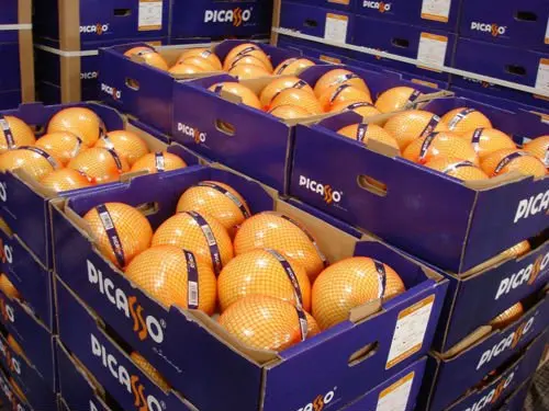 fresh fruit honey pomelo/chinese pomelo