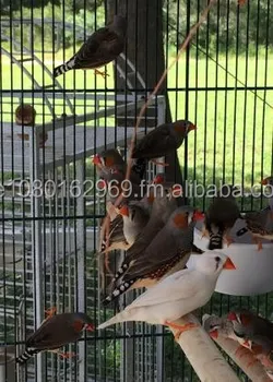 Zebra Kutilang Wanita Gouldian Kutilang Hidup Burung Kenari Buy