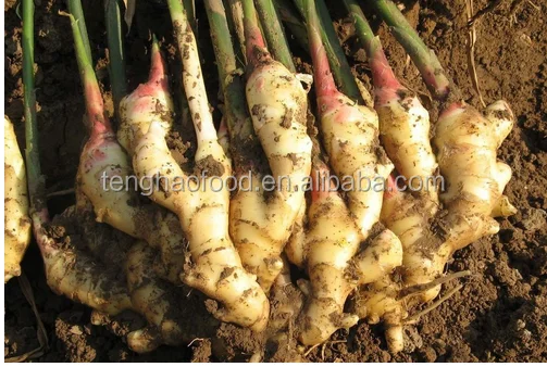 
manufacture offering New crop Chinese fresh ginger from China 