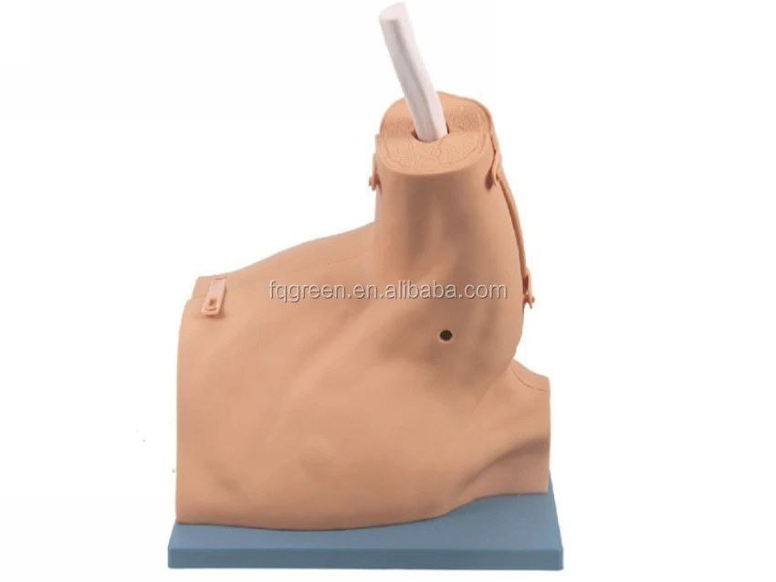Human Shoulder Joint Model - Ideal for Arthroscopy Training