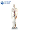 Medical Teach 100% Brand New Human Anatomy Skeleton Model