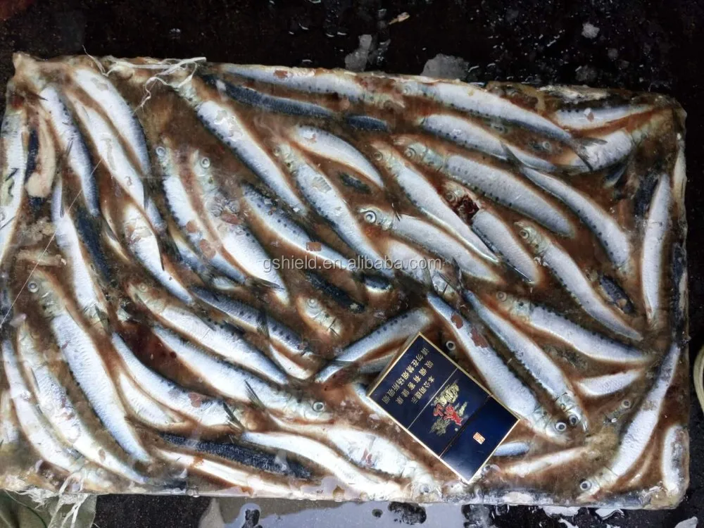 Cheap Price Sea Frozen Sardine Fish Small Size Sardinella Longiceps
