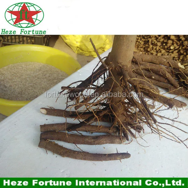 1 paulownia roots.jpg
