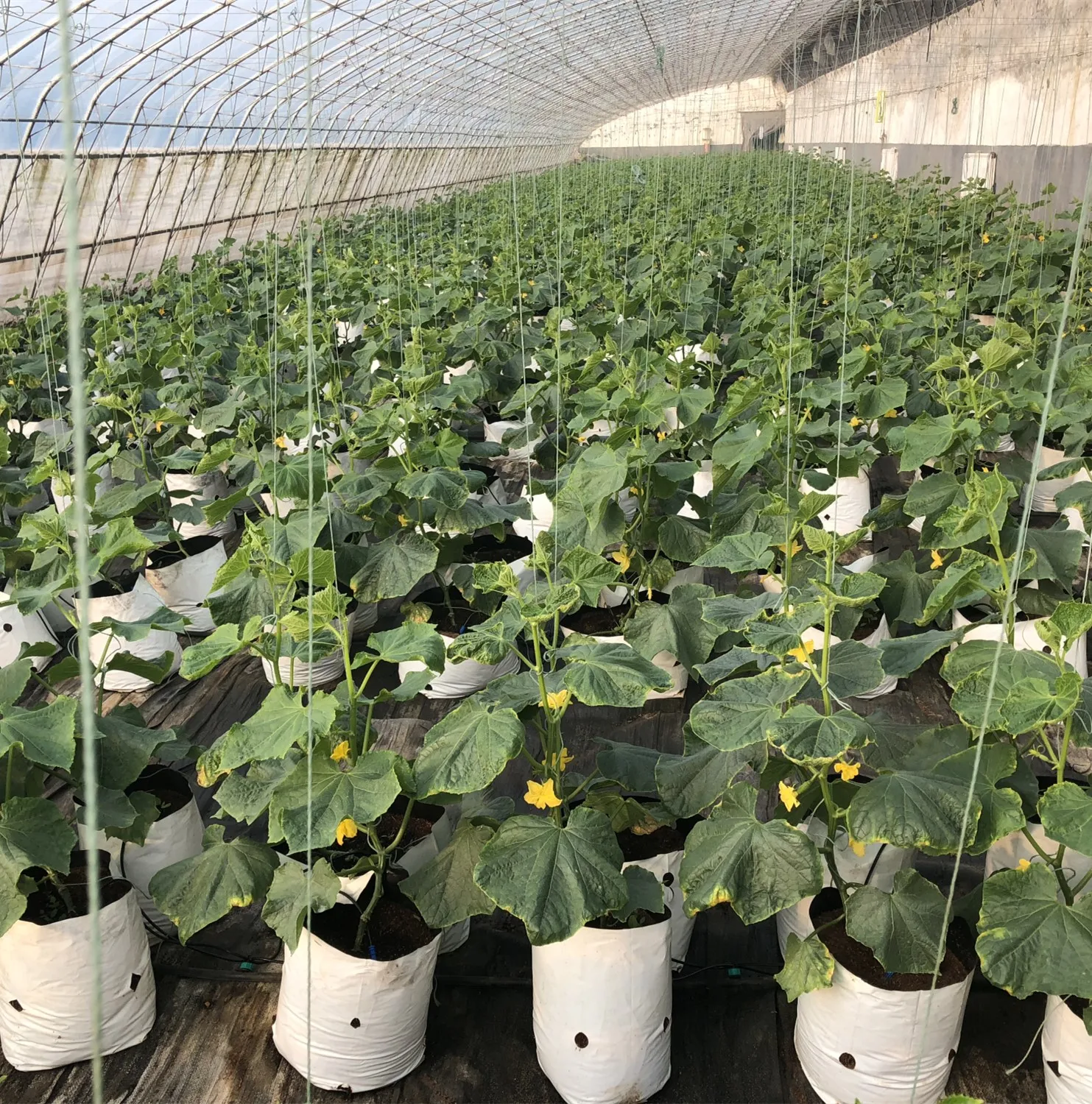 40l Polyethylene Grow Bag Black White Grow Bags With Uv Treated For