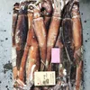 illex argentinus squid Illex squid size 150-200, 200-300