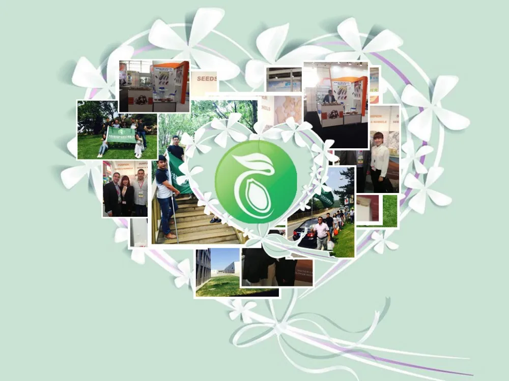 Hulled Sunflower Kernels Sunflower Kernel Seed