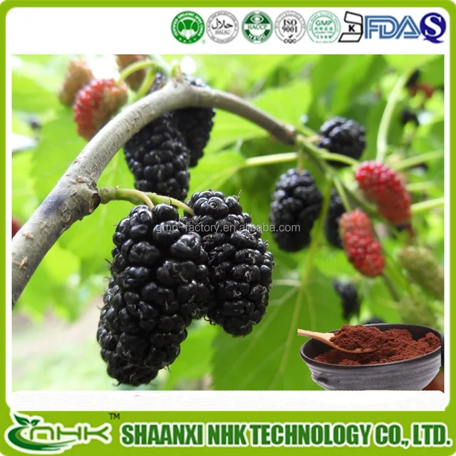 supply pure natural paper mulberry bark extract 10:1 20:1