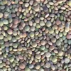 Lentil/green lentil newest crop