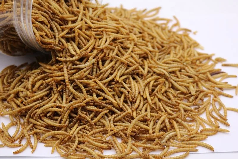 
Cattle Food Dried Mealworm Animal Feed Additive 