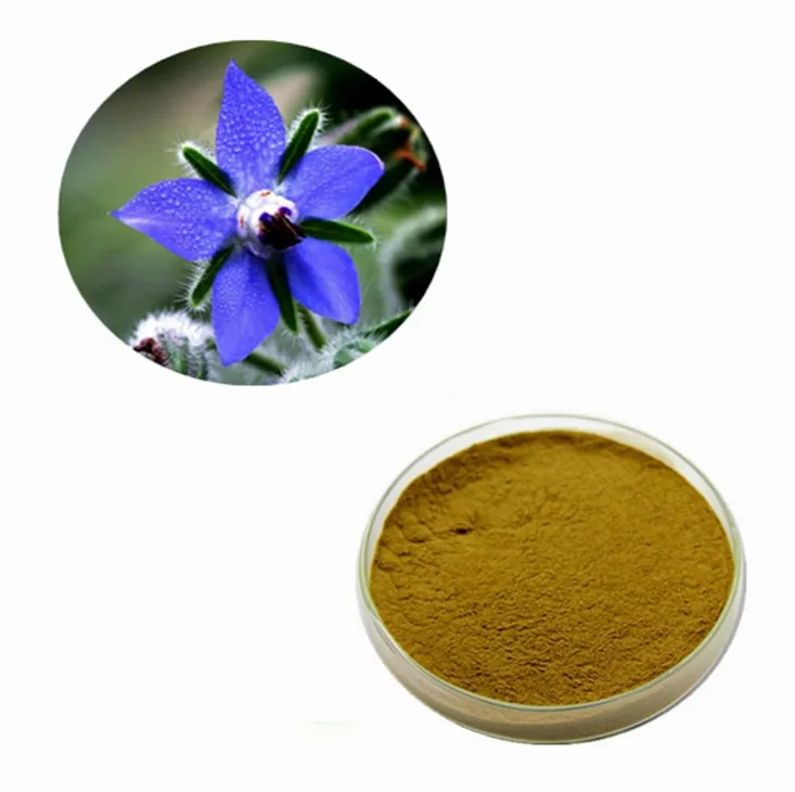 hot sales borage oil extract powder for health care