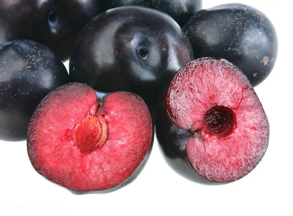 
china new crop president plum 