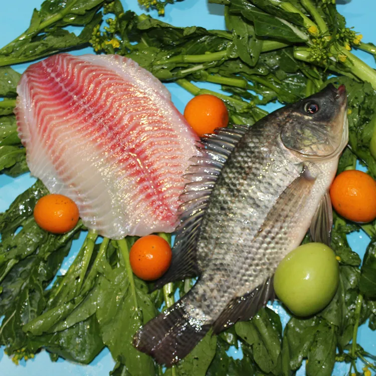 frozen tilapia fillet