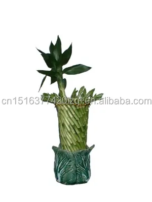 
Farm price dracaena sanderiana indoor live aquatic potted plants Chinese Fengshui wheel lucky bamboo 