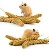 broomcron millets whole seeds yellow corn