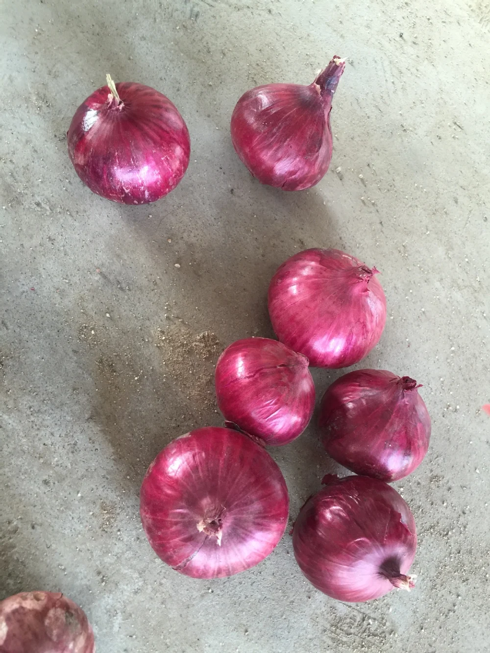 China Fresh Big Onion With Price Of Onion For Malaysia
