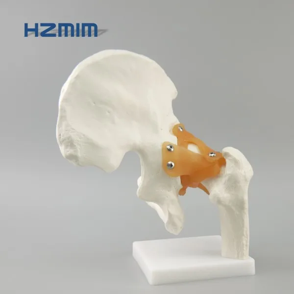 
Human Hip joint skeleton model for medical teaching, scale hip joint model 
