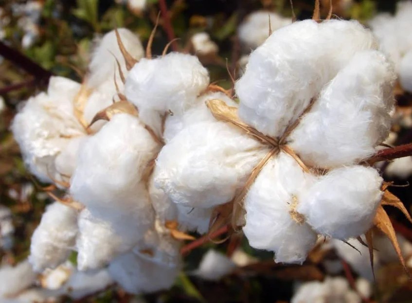 天然有机彩色棉双针织针织面料为婴儿的衣服