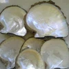 Natural Big size white mop shell raw materials wholesale